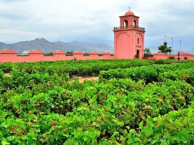 Ica Vineyard Tour Ica Vineyard Tour